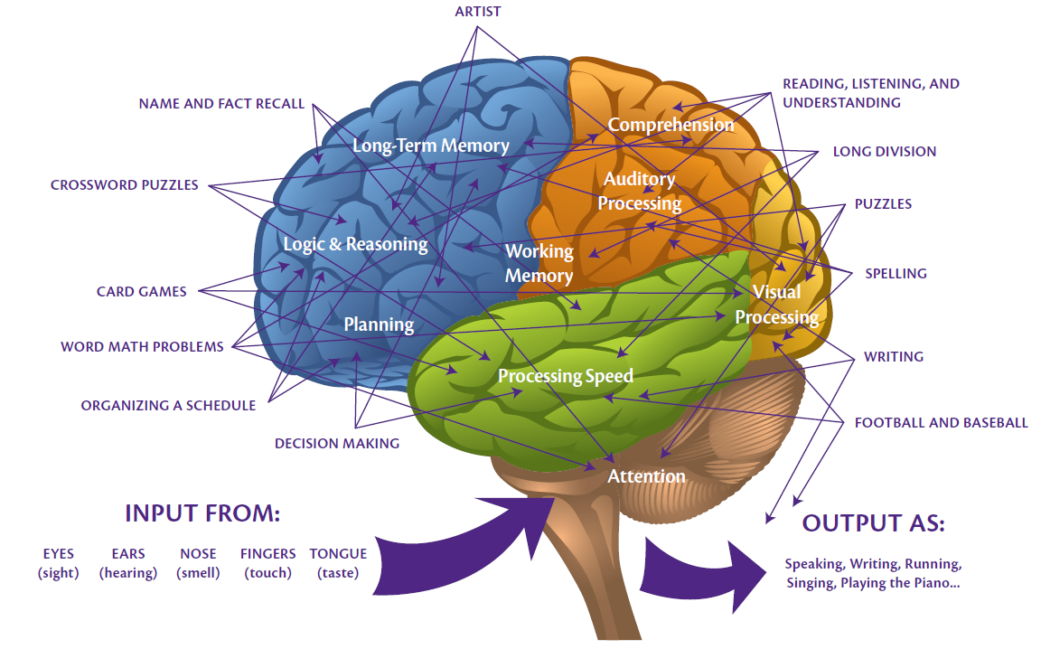 Brain processing. Мозг обучение. Свод мозга. Brain structure. Brain система игра.